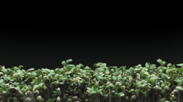 Seeds growing process, time lapse of mustard seeds, growing up sprouts close-up. Healthy vegan food, micro greens background. Isolated on black background. Healthy eating concept, superfood.  