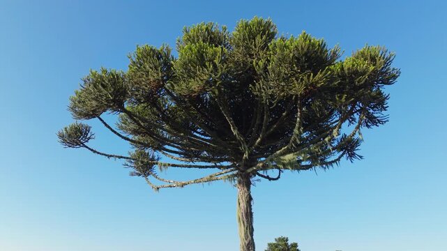 Araucaria canopy in smooth orbit against clear blue sky in Serra Gaucha.