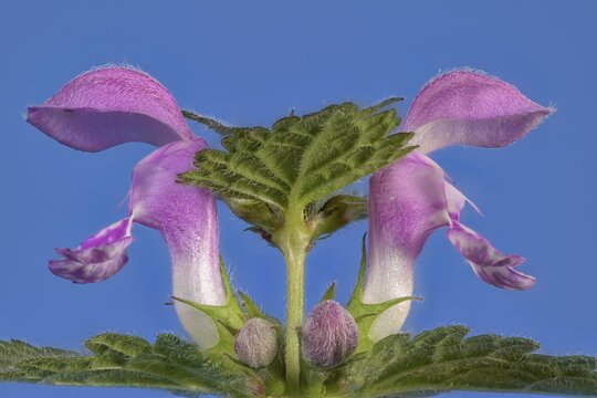 Spotted deadnettle (Lamium maculatum) against a blue background, Austria