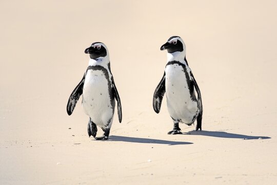 Jackass Penguin, Black-footed Penguin or African Penguin (Spheniscus demersus), pair on the beach, Boulder, Simon's Town, Western Cape, South Africa
