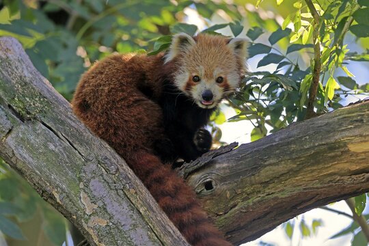 Western lesser panda, (Ailurus fulgens), adult, on tree, alert, captive, Himalaya, Central Asia