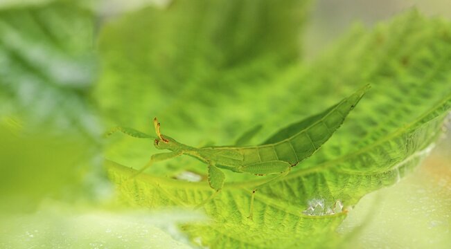 Leaf insect (Phyllium Bioculatum) on a leaf, captive, Germany