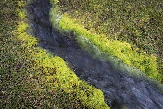 Green aquatic moss (Fontinalis antipyretica), stream, Dyrfj&ouml;ll, Iceland