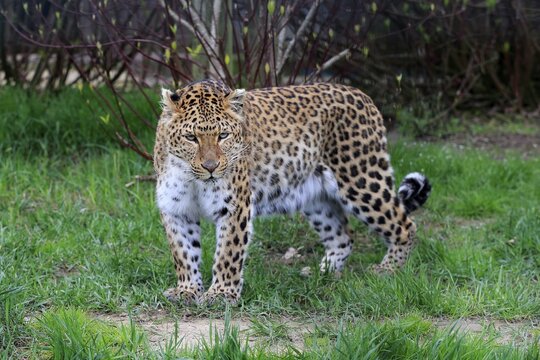 Amur leopard (Panthera pardus orientalis), adult, captive, England, United Kingdom
