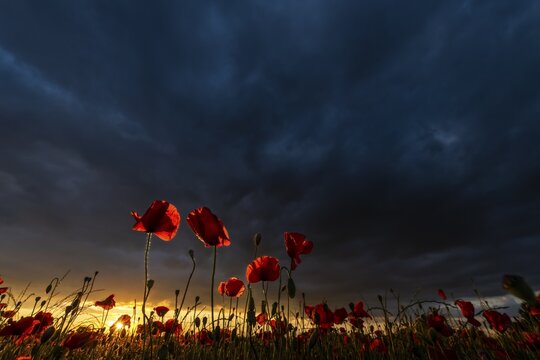 Poppy (Papaver) at sunset with dramatic thunderstorm sky, Mindelheim, Unterallg&auml;u, Bavaria, Germany