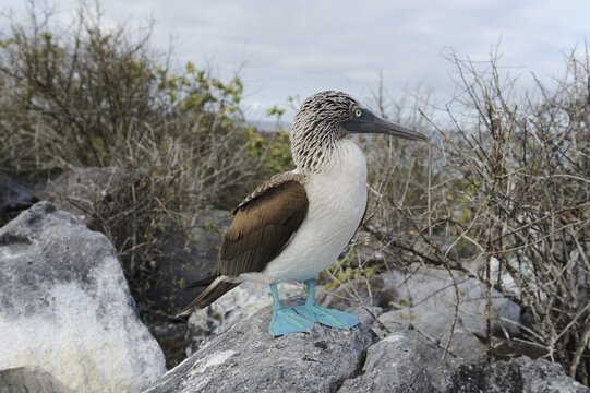 Blue-footed Booby (Sula nebouxii), Espa&ntilde;ola Island, Galapagos, Ecuador, South America