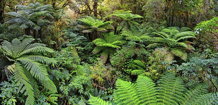 Tree ferns (Cyatheales), rainforest, Milford Sound, Fiordland National Park, Te Anau, South Island, New Zealand