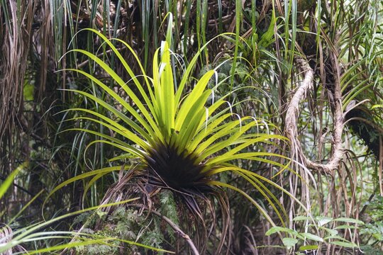Plant, Epiphyte on tree trunk, vegetation in Waipoua Forest, Northland, North Island, New Zealand