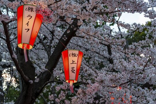 Glowing lanterns in blossoming cherry trees at Hanami Festival in spring, Ueno Park, Tokyo, Japan