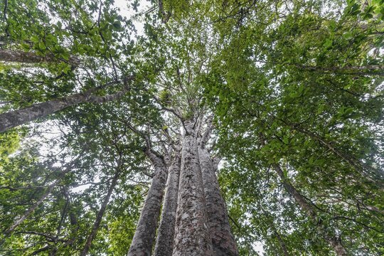 Four Kauri trees (Agathis australis) standing together, The Four Sisters, Waipoua forest, Northland, North Island, New Zealand
