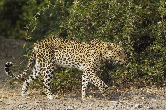 Leopard (Panthera pardus), male, Chobe National Park, Botswana