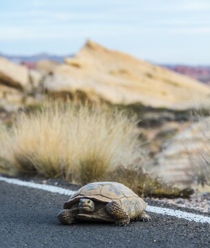 Desert tortoise (Gopherus agassizii) crossing the road, Valley of Fire State Park, Mojave Desert, Nevada, USA