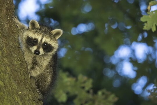 Raccoon (Procyon lotor), young animal, climbing tree trunk, Hesse, Germany