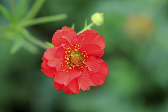 Scarlet Avens (Geum coccineum), blossom, Germany