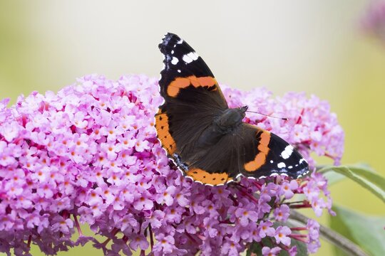 Red Admiral (Vanessa atalanta), butterfly sitting on flower of butterfly bush (Buddleja davidii), Hesse, Germany