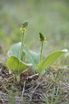 Common Twayblade (Listera ovata), Rothenstein nature reserve, Thuringia, Germany