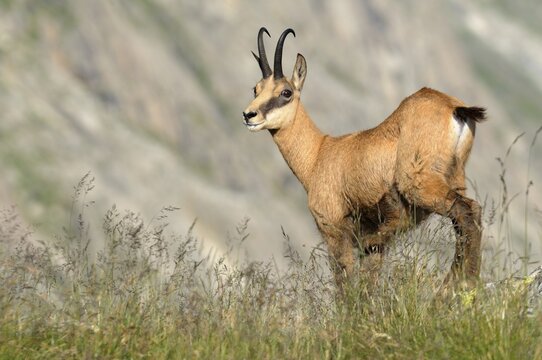 Chamois (Rupicapra rupicapra)