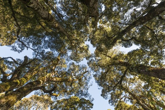 Canopy, moderate rainforest, Kepler Track, Fiordland National Park, Southland, New Zealand