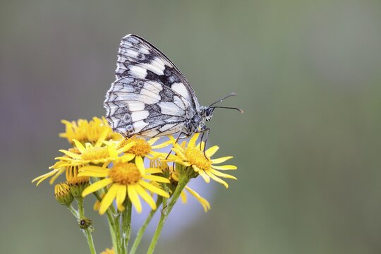 Marbled White (Melanargia galathea) on Ragwort (Senecio jacobaea), North Hesse, Hesse, Germany