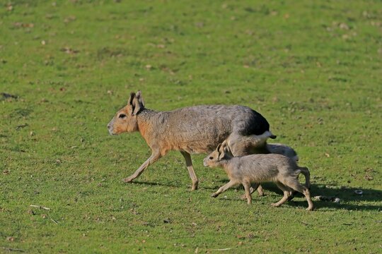Patagonian Mara (Dolichotis patagonum), Great Mara, adult, female, juvenile, running, captive, Patagonia, Argentina