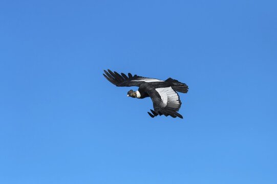 Andean Condor (Vultur gryphus) in flight, Torres del Paine National Park, Chilean Patagonia, Chile