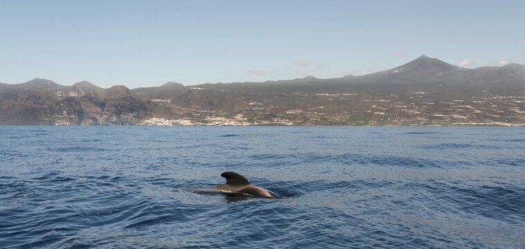 Pilot Whale (Globicephala) emerging from water, off Tenerife, Mt Teide at the back, Tenerife, Canary Islands, Spain