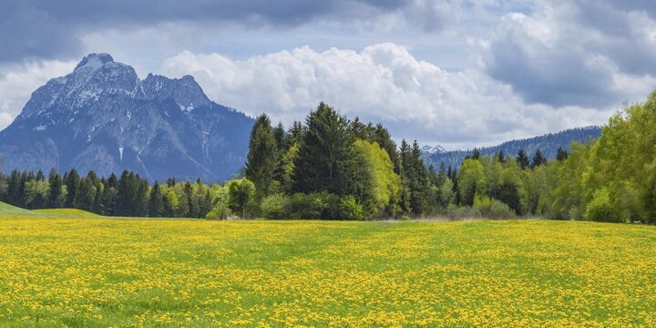 Dandelion (Taraxacum sect. Ruderalia) in spring, meadow near Hopfensee, behind it the S&auml;uling, 2057m, Ostallg&auml;u, Allg&auml;u, Bavaria, Germany