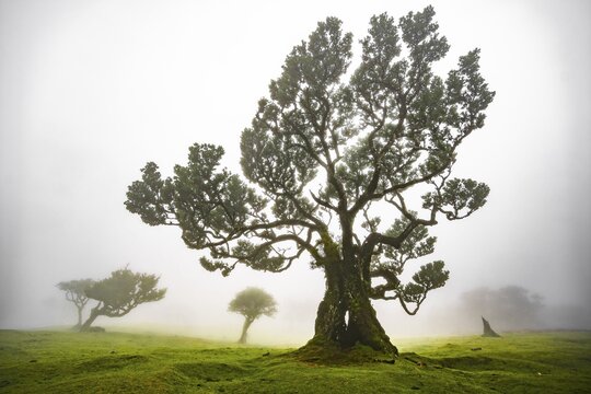 Laurel trees overgrown with moss and plants in the mist, Old laurel forest, stinkwood (Ocotea foetens), Laurisilva, UNESCO World Heritage Site, Fanal, Madeira, Portugal