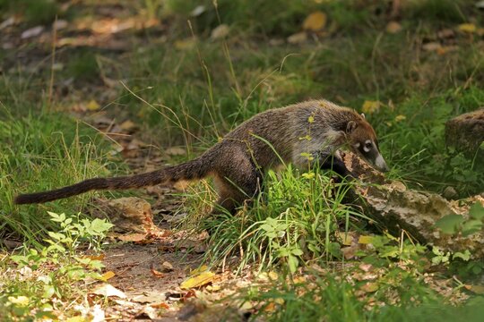 White-trunked coati (Nasua narica), white-trunked bear, adult, running, foraging, captive, Central America, Latin America