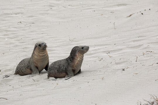 Australian sea lion (Neophoca cinerea), two juveniles on the beach, Seal Bay Conservation Park, Kangaroo Island, South Australia, Australia