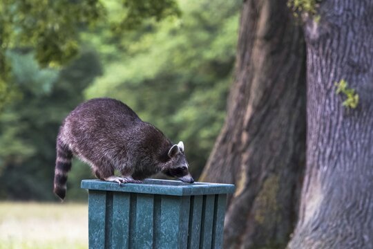 Raccoon (Procyon lotor) on litter bin in park, Hesse, Germany