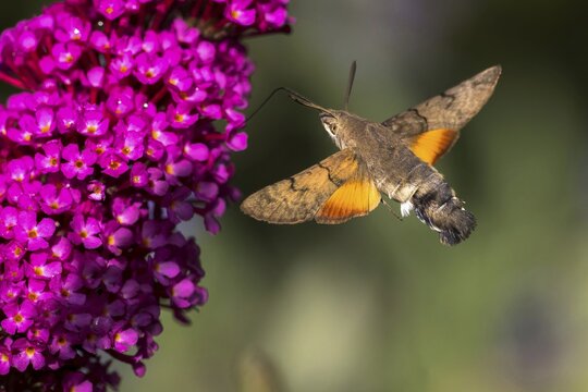 Hummingbird hawk-moth ( Macroglossum stellatarum) flying, collecting nectar of butterfly bushes, Hesse, Germany