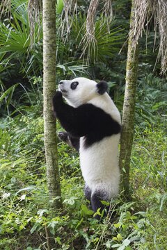 Giant Panda (Ailuropoda melanoleuca), 2 years, China Conservation and Research Centre for the Giant Panda, Chengdu, Sichuan, China