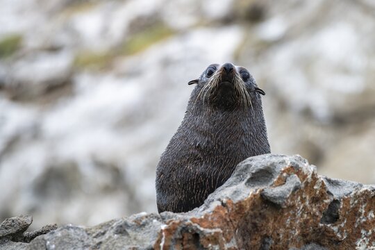New Zealand fur seal (Arctocephalus forsteri) on rocks, Kaikoura, Canterbury, South Island, New Zealand