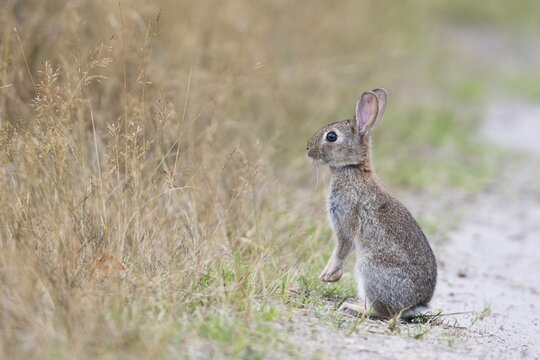 European rabbit (Oryctolagus cuniculus), young animal sits at the wayside, Emsland, Lower Saxony, Germany
