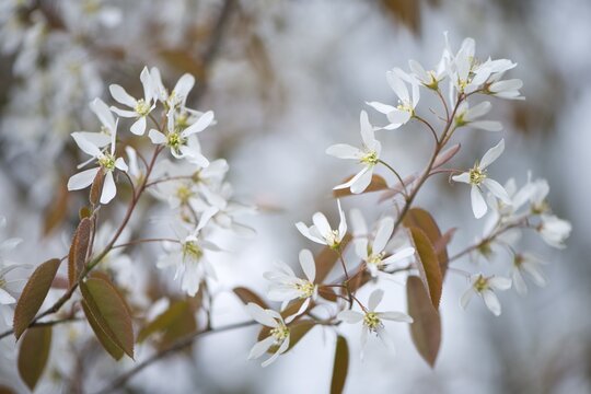 Canadian serviceberry (Amelanchier canadensis), blossoms, Lower Saxony, Germany