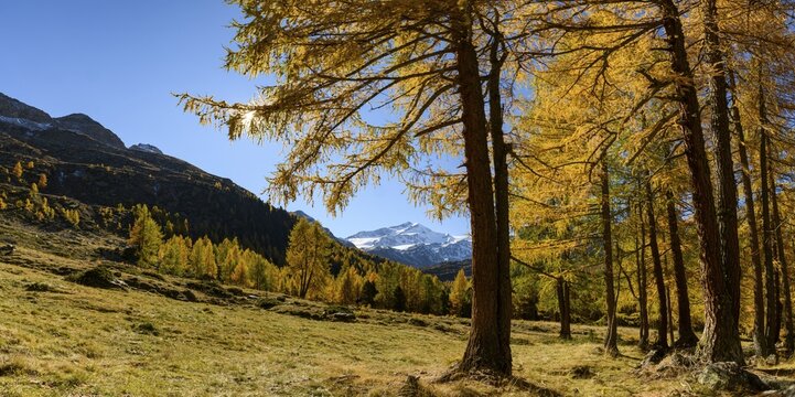 Autumn larch (Larix) forest, with mountains in the background, Martell Valley, Natruns, South Tyrol, Italy