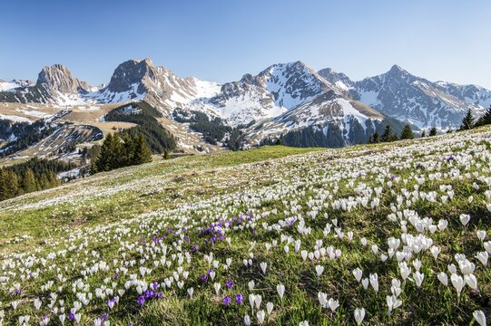 Blossoming crocus meadow near Gurnigelpass, Bernese Alps with N&uuml;nenenflue, Gantrisch, Berg Ochsen, Bernese Oberland, Canton Bern, Switzerland
