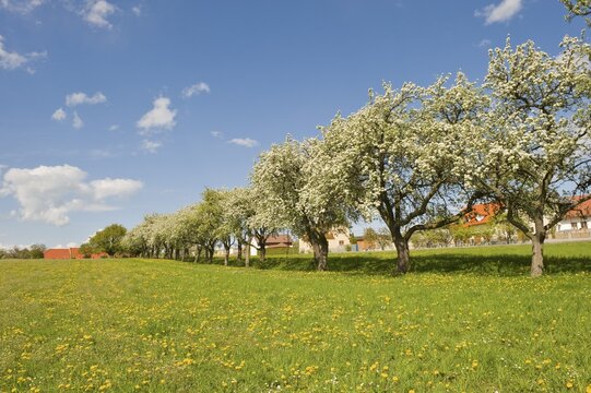 Avenue of pear trees in bloom, Geretschlag, Bucklige Welt, Lower Austria, Austria, Europe