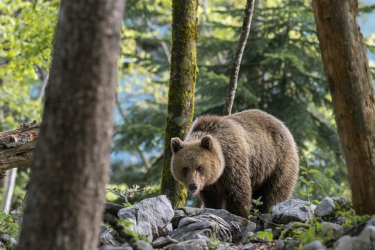European brown bear (Ursus arctos arctos) in forest, in the wild, Notranjska region, Dinaric Alps, Slovenia