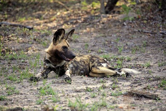 African wild dog (Lycaon pictus), adult, alert, resting, Sabi Sand Game Reserve, Kruger National Park, South Africa