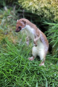 Ermine (Mustela erminea), adult, alert, standing upright, Surrey, England, United Kingdom