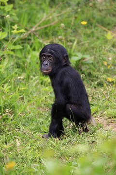 Bonobo, pygmy chimpanzee (Pan Paniscus), juvenile, alert, endangered species, captive