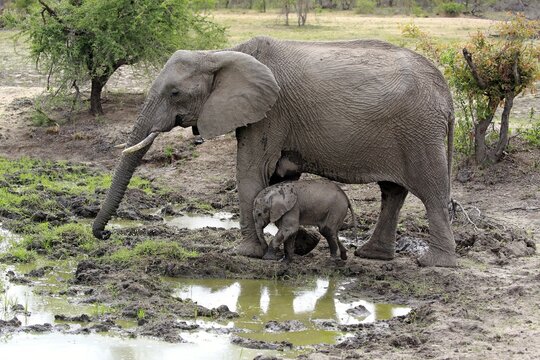 African elephants (Loxodonta africana), elephant cow with young animal at the mud hole, Sabi Sand Game Reserve, Kruger National Park, South Africa