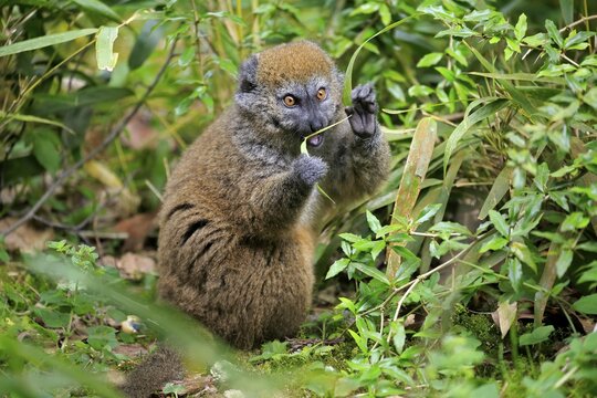 Lac Alaotra bamboo lemur (Hapalemur alaotrensis), adult, feeding, captive, Madagascar