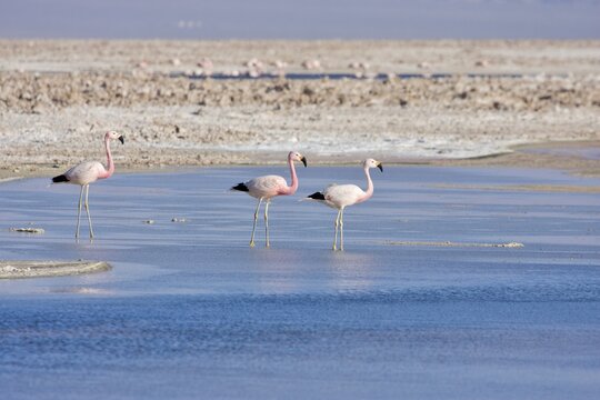 Andean Flamingo (Phoenicopterus andinus), Reserva Nacional los Flamencos, Atacama Desert, Chile, South America