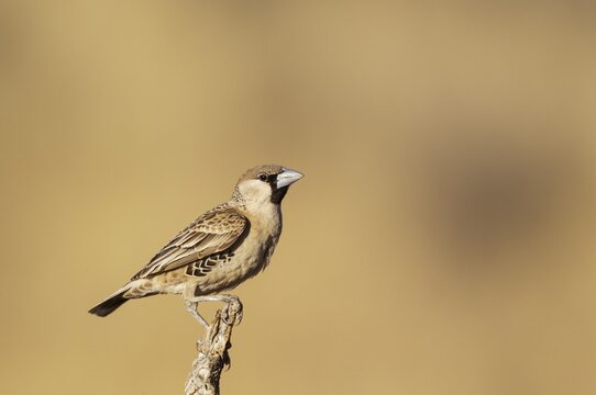 Sociable Weaver (Philetairus socius), perching, Kalahari Desert, Kgalagadi Transfrontier Park, South Africa