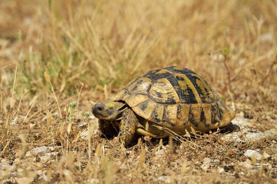 Dalmatian Tortoise (Testudo hermanni hercegovinensis), Dalmatia, Croatia