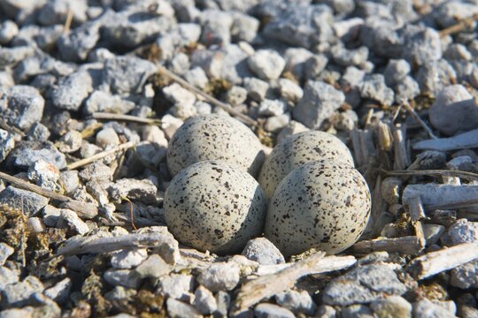 Clutch of little ringed plover (Charadrius dubius), camouflaged eggs in clutch on gravel bank, Emsland, Lower Saxony, Germany