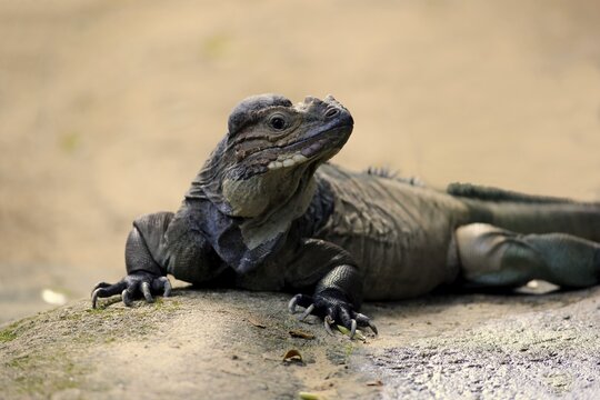 Rhinoceros Iguana (Cyclura cornuta), adult, portrait, vigilant, captive, occurrence Hispaniola
